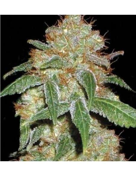 BULK SEED BANK - Dark Domina - 1