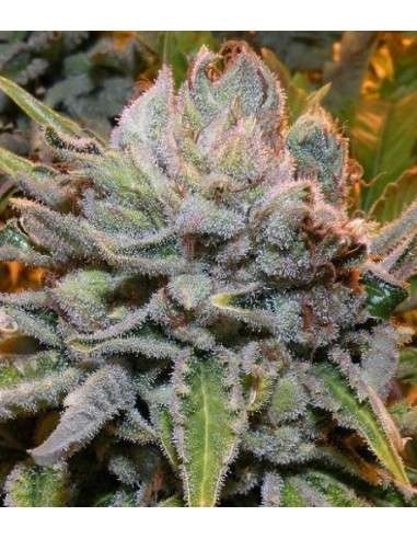 Black Domina - 1