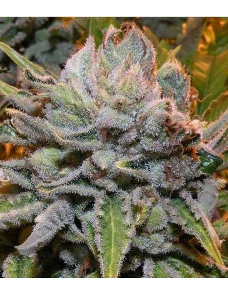 Black Domina - 1