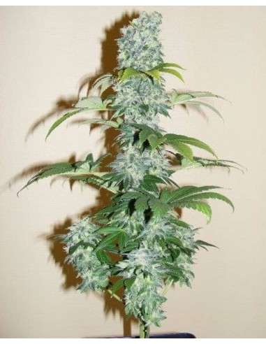 Black Domina - 2