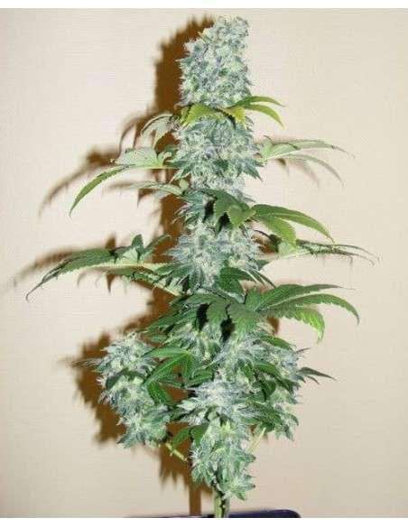 Black Domina - 2