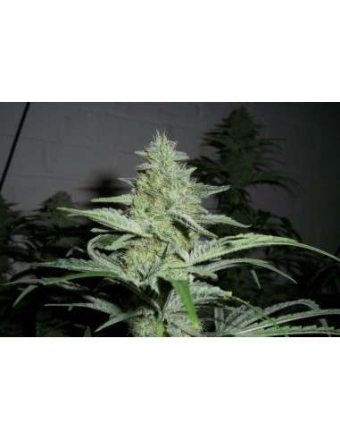 Black Domina - 3