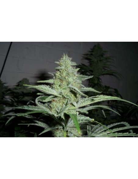 Black Domina - 3
