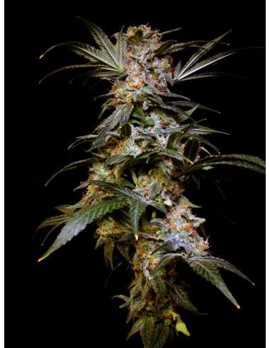Black Domina - 4