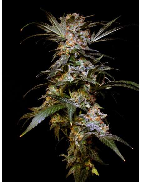Black Domina - 4