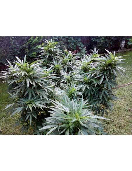 Black Domina - 5