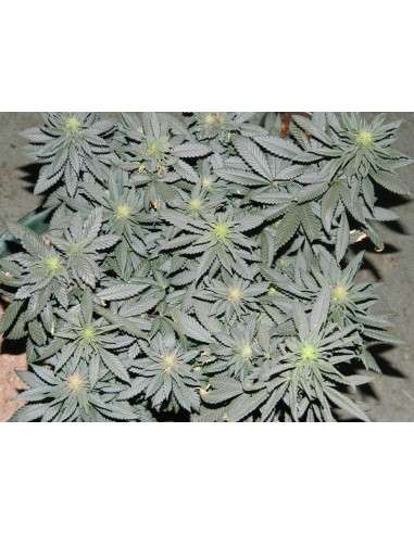 Black Domina - 6