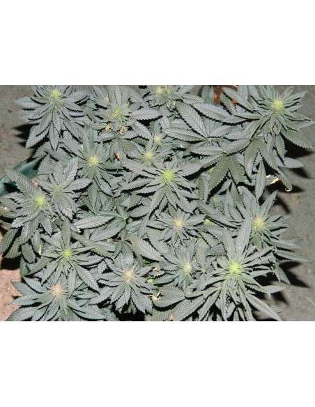 Black Domina - 6