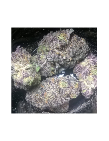 Black Domina - 7