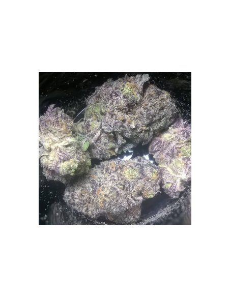 Black Domina - 7