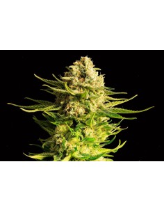 KANNABIA SEED - Indica Cream (Kreamy Karamel) - 1