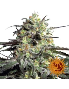 BARNEY'S FARM - Peyote Cookies - 1
