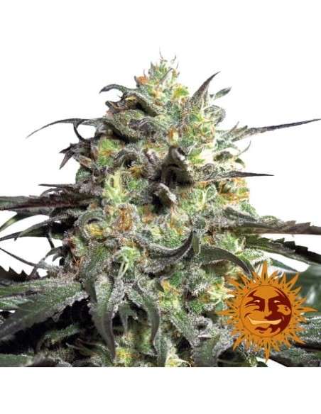 BARNEY'S FARM - Peyote Cookies - 1