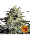 BARNEY'S FARM - Peyote Cookies - 1