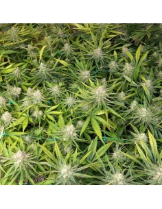 BARNEY'S FARM - Peyote Cookies - 1 2