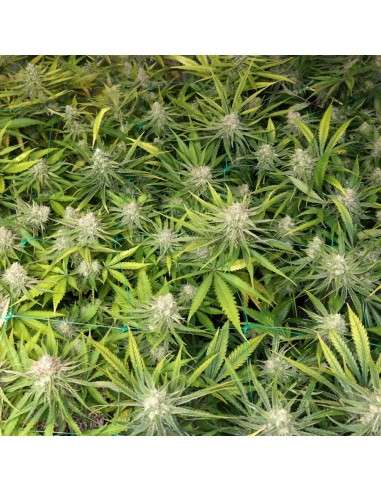 BARNEY'S FARM - Peyote Cookies - 2