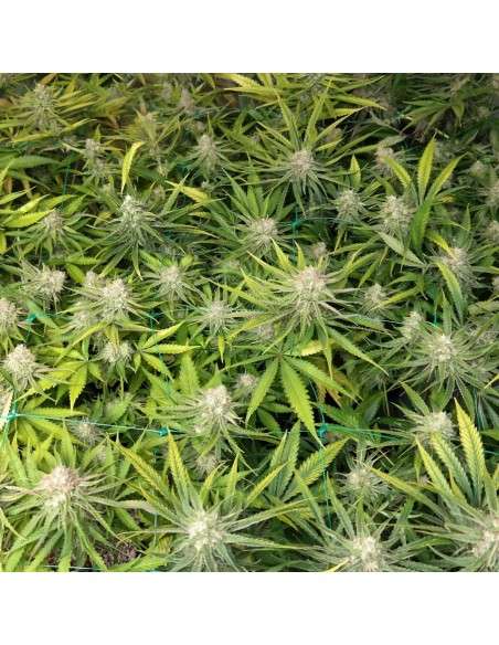 BARNEY'S FARM - Peyote Cookies - 2