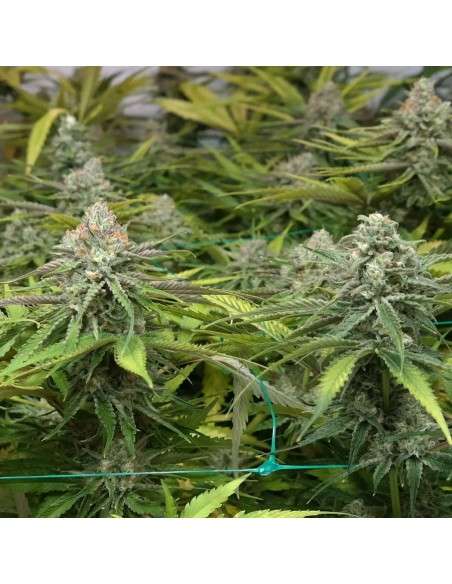 BARNEY'S FARM - Peyote Cookies - 3