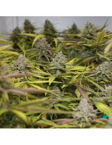 BARNEY'S FARM - Peyote Cookies - 4
