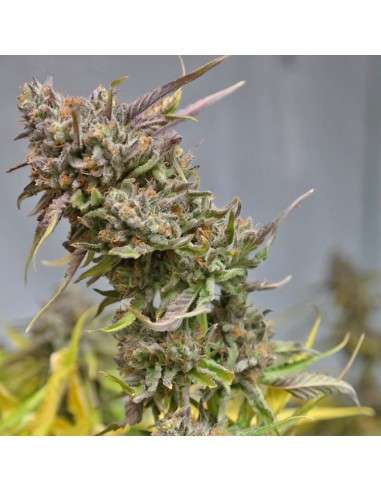 BARNEY'S FARM - Peyote Cookies - 5