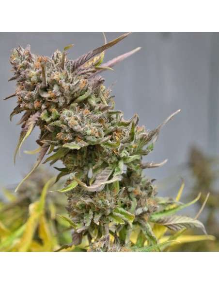 BARNEY'S FARM - Peyote Cookies - 5