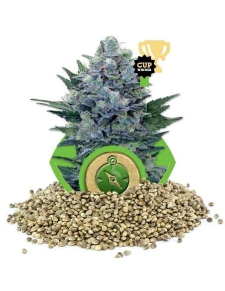 ROYAL QUEEN SEEDS - Northern Light Automatic - 8