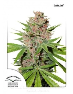 DUTCH PASSION - Passion Fruit - 1
