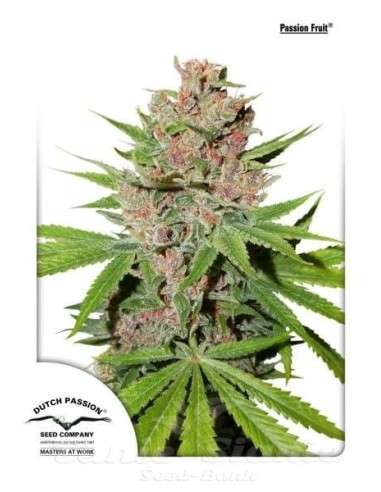 DUTCH PASSION - Passion Fruit - 1