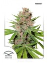 DUTCH PASSION - Passion Fruit - 1