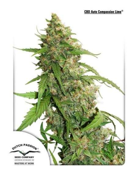 DUTCH PASSION - CBD Auto Compassion Lime - 1