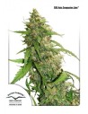 DUTCH PASSION - CBD Auto Compassion Lime - 1