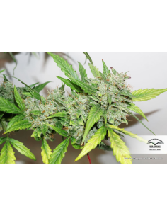 DUTCH PASSION - CBD Auto Compassion Lime - 1 2
