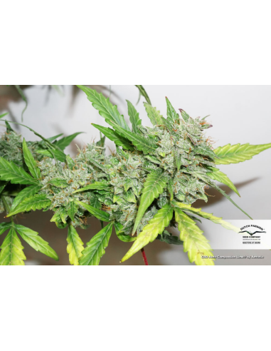 DUTCH PASSION - CBD Auto Compassion Lime - 2