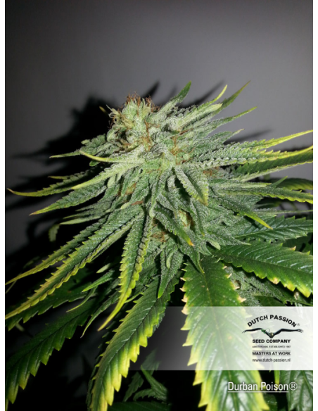 DUTCH PASSION - Durban Poison - 2