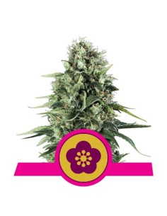 ROYAL QUEEN SEEDS - Power Flower - 1