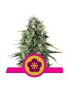 ROYAL QUEEN SEEDS - Power Flower - 1