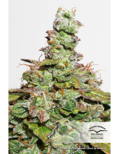 DUTCH PASSION - CBD Auto Compassion Lime - 4