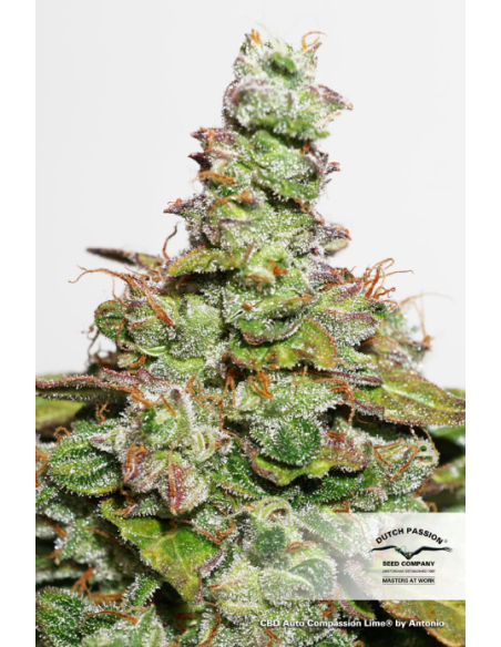 DUTCH PASSION - CBD Auto Compassion Lime - 4