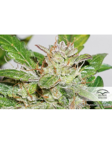 DUTCH PASSION - CBD Auto Compassion Lime - 5