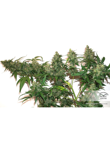 DUTCH PASSION - CBD Auto Compassion Lime - 6