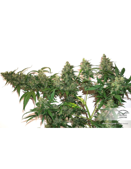 DUTCH PASSION - CBD Auto Compassion Lime - 6