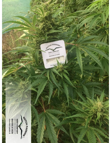 DUTCH PASSION - CBD Auto Compassion Lime - 7