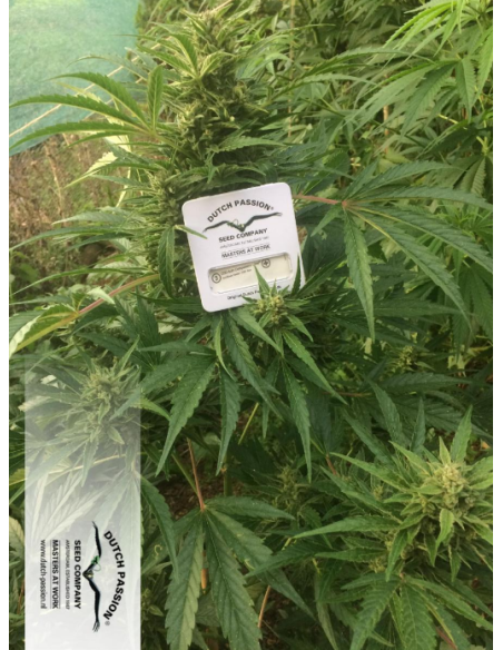 DUTCH PASSION - CBD Auto Compassion Lime - 7