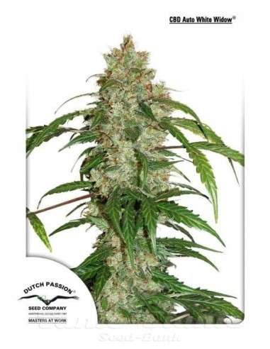 DUTCH PASSION - CBD Auto White Widow - 1