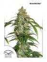 DUTCH PASSION - CBD Auto White Widow - 1