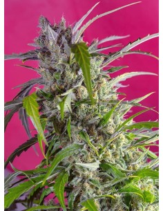 SWEET SEEDS - Crystal Candy Auto - 1