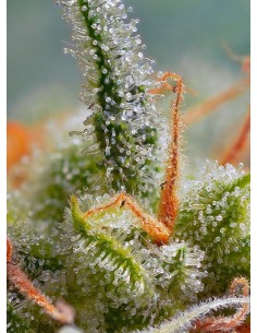 SWEET SEEDS - Crystal Candy Auto - 1 2