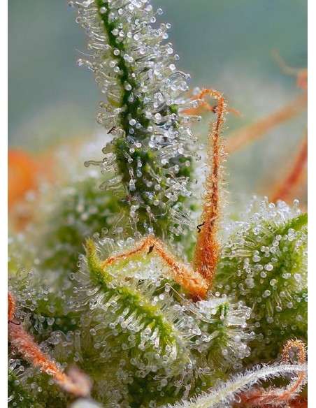 SWEET SEEDS - Crystal Candy Auto - 2