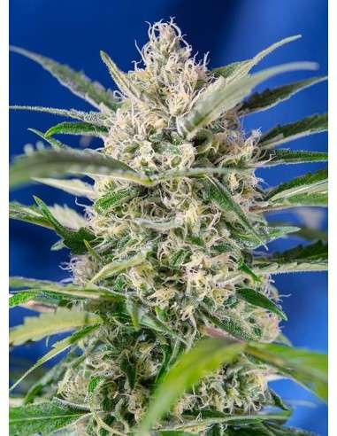 SWEET SEEDS - Crystal Candy Auto - 3