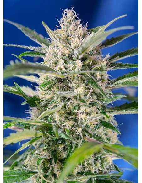 SWEET SEEDS - Crystal Candy Auto - 3
